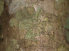 Pandercetes gracilis