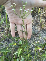 Euphorbia pubentissima