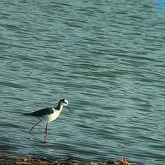 Himantopus mexicanus melanurus