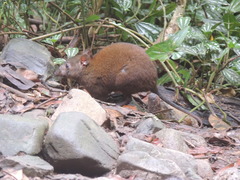 Hypsiprymnodon moschatus