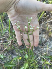 Euphorbia pubentissima