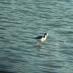 Himantopus mexicanus melanurus