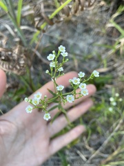 Euphorbia pubentissima