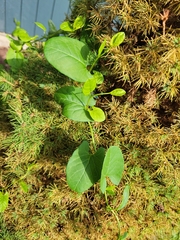 Aristolochia