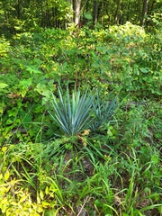 Yucca filamentosa