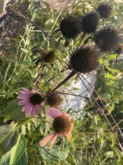 Echinacea