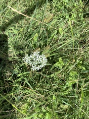 Allium tuberosum