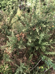 Ulex europaeus