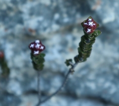 Sonderothamnus petraeus