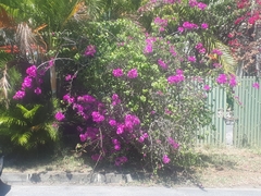 Bougainvillea glabra