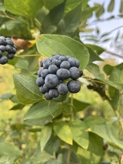 Smilax lasioneura