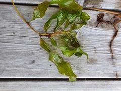 Potamogeton praelongus