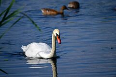 Cygnus olor