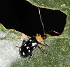Diabroticina