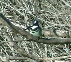 Ceryle rudis rudis