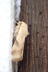 Heliothis peltigera