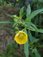 Ludwigia octovalvis