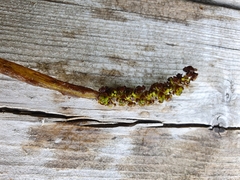 Potamogeton praelongus