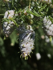 Taxodiomyia cupressiananassa