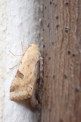 Heliothis peltigera