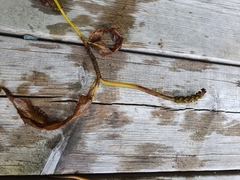 Potamogeton praelongus