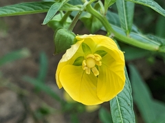 Ludwigia octovalvis
