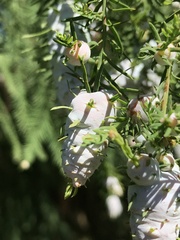 Taxodiomyia cupressiananassa