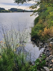 Potamogeton praelongus