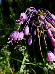 Allium carinatum