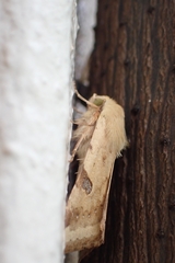 Heliothis peltigera