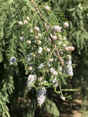 Taxodiomyia cupressiananassa