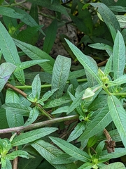 Ludwigia octovalvis