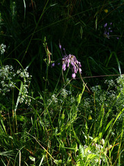 Allium carinatum
