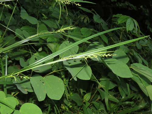 Image of Scleria levis by (c) chiuluan, some rights reserved (CC BY)