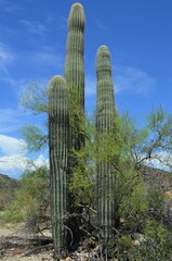 Carnegiea gigantea