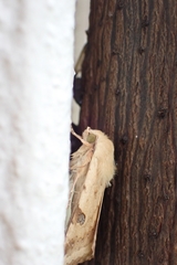 Heliothis peltigera