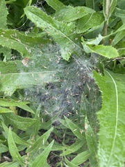 Frontinella pyramitela