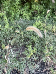 Setaria