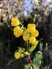 Calceolaria