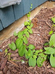 Convolvulaceae