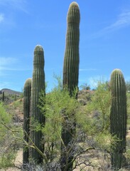 Carnegiea gigantea