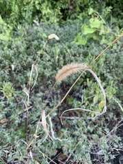Setaria