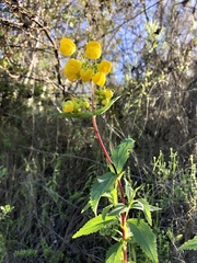 Calceolaria