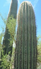 Carnegiea gigantea