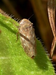 Euscelis incisus