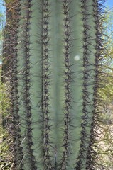 Carnegiea gigantea