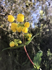 Calceolaria