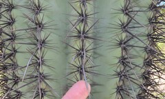 Carnegiea gigantea