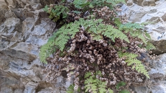 Myriopteris gracilis