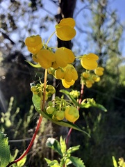 Calceolaria